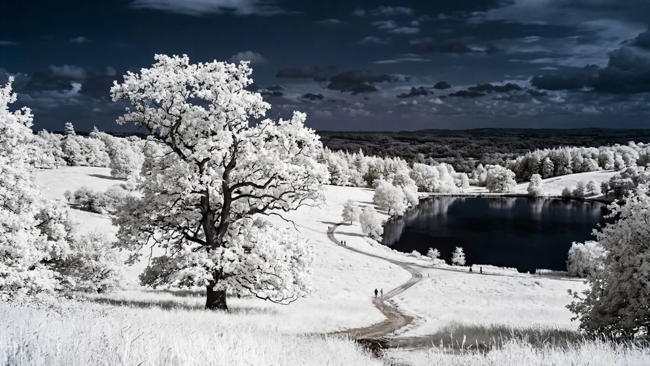 Infrared: The image records light the eye cannot see, so foliage goes white.