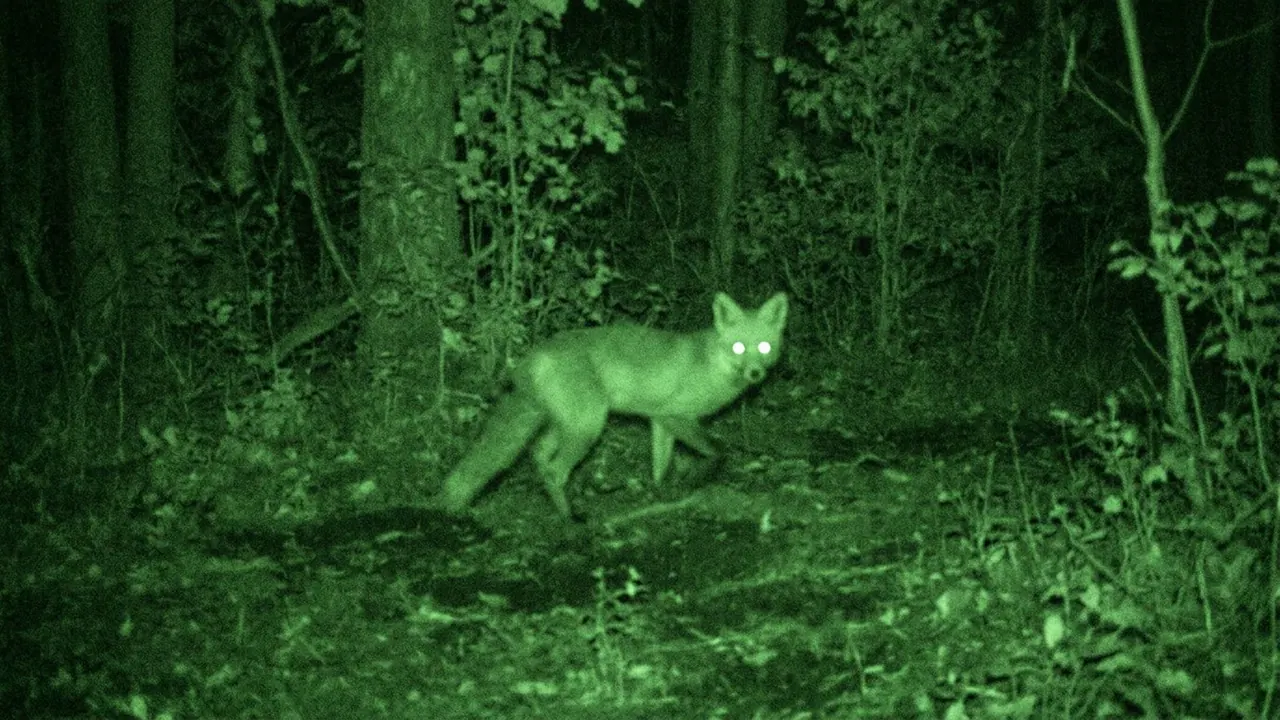 Night Vision: A low-light sensor renders everything green and grainy.