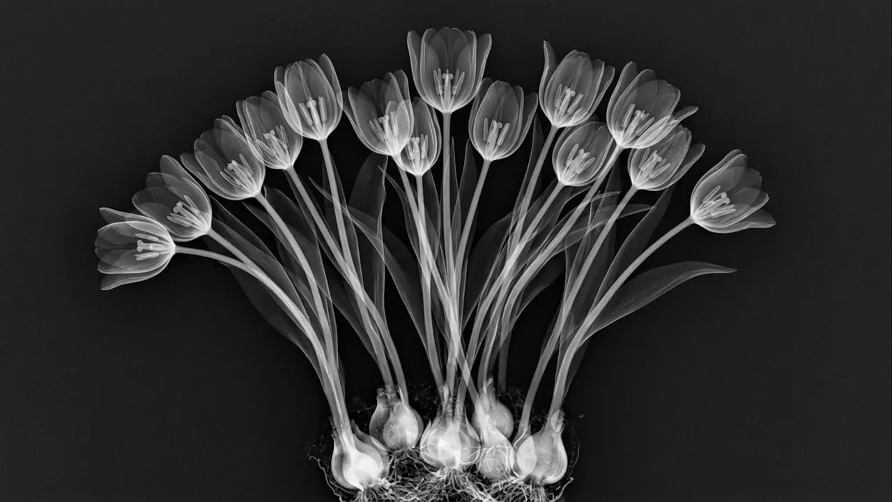X-Ray: The image sees through the surface to the structure beneath.