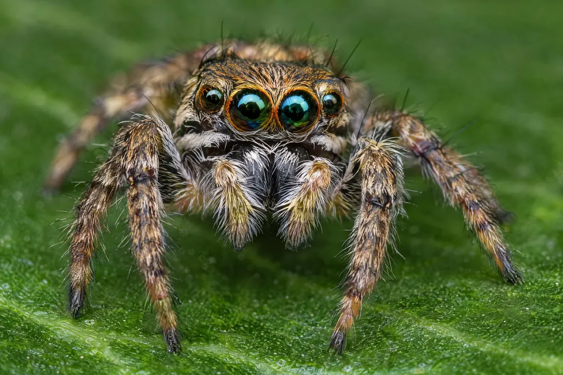 Macro photography: Life size on the sensor: centimetres away, millimetres of focus, and a flash to pay for it.