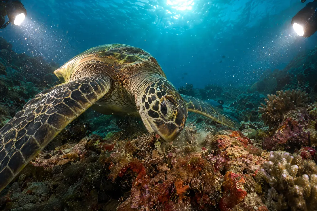 Underwater photography: A wide lens thirty centimetres away and two strobes putting the red back.