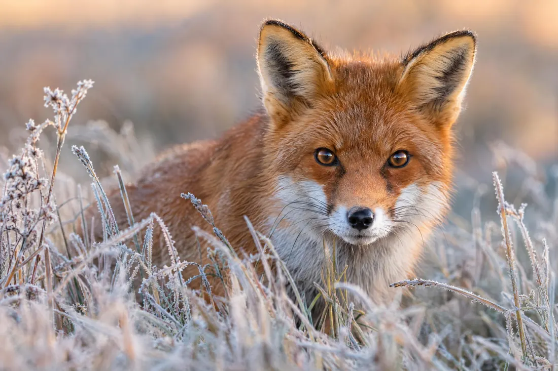 Wildlife photography: A 600mm lens from fifty metres, the animal's eye sharp and the background melted away.