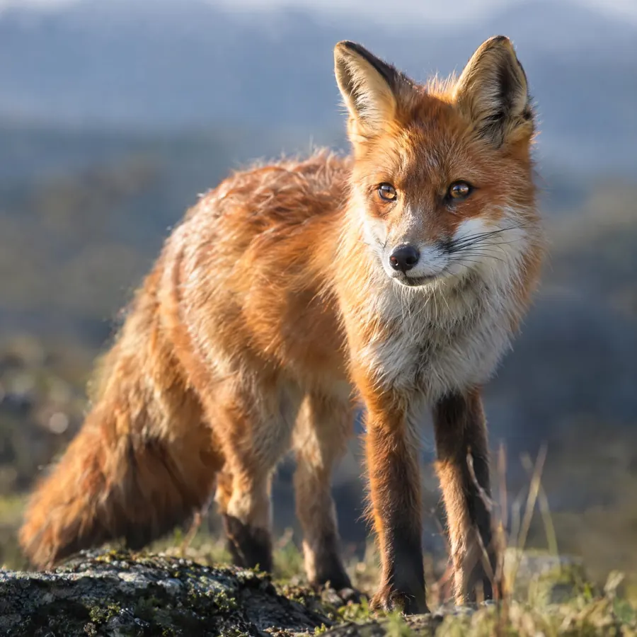 Hyperreal CG Creature: Photographic light and real fur on an invented animal, with no stylisation at all.